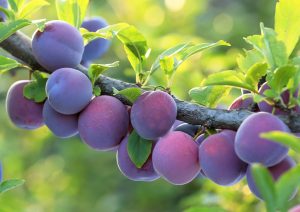 202009 Fresh Quarterly Issue 10 03 Five Factors Affecting Fruit Set