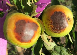 202003 Fresh Quarterly Issue 8 02 Sunburn Research Summarised