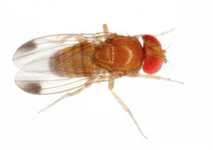 202206 Fresh Quarterly Issue 17 03 Spotted Wing Drosophila