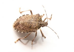 202206 Fresh Quarterly Issue 17 06 Brown Marmorated Stink Bug