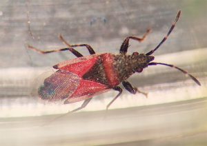 Cotton seed bugs in stone fruit 202603 Fresh Quarterly Issue 32 02 Cotton Seed Bugs In Stone Fruit