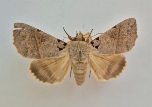 202603 Fresh Quarterly Issue 32 06 Fruit Feeding Moths