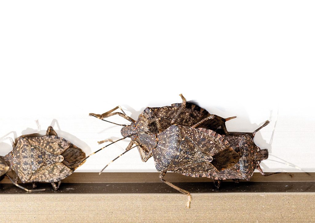 202603 Fresh Quarterly Issue 32 07 The Unstoppable BMSB