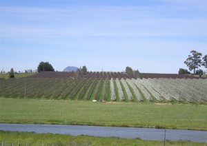 Rest-breaking in stone fruit 202606 Fresh Quarterly Issue 33 04 Rest Breaking In Stone Fruit