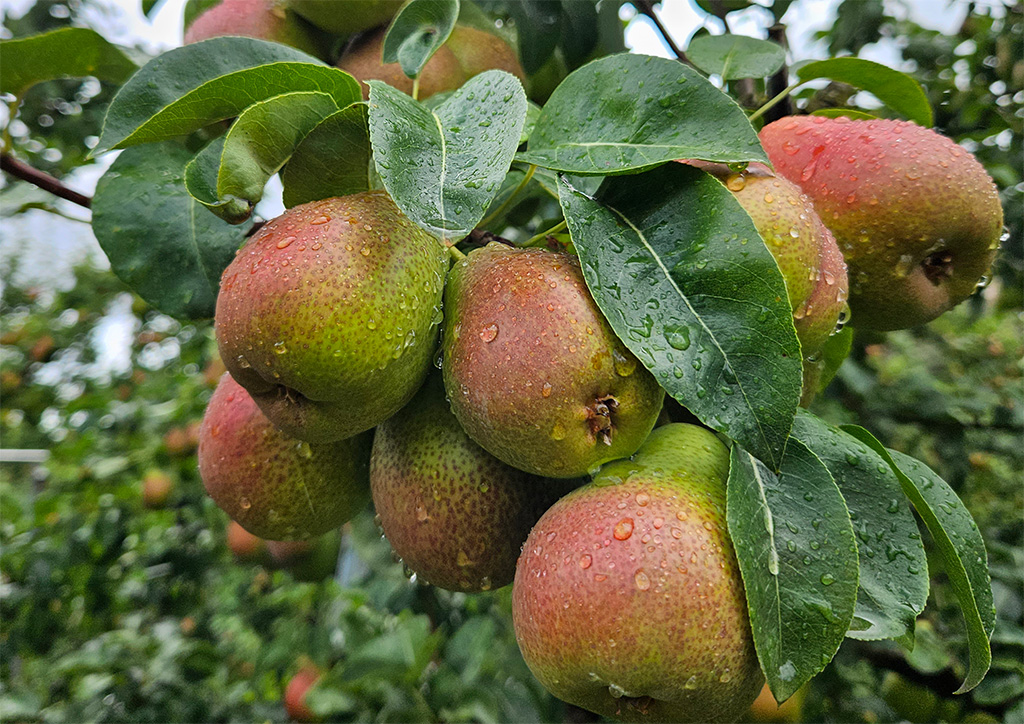 202606 Fresh Quarterly Issue 33 09 Fruit Size