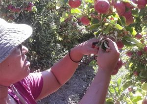 Can temperatures make or break fruit size? 202606 Fresh Quarterly Issue 33 10 Temperatures Fruit Size